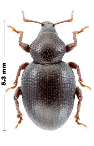 Otiorhynchus sp.
